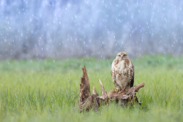 Common buzzard Buteo buteo in the fields, buzzards in natural habitat, hawk bird on the ground,...