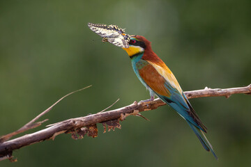 European Bee-Eater Merops apiaster perched on Branch near Breeding Colony. Wildlife scene of Nature in Northern Poland - Europe	