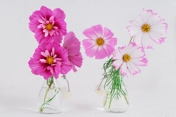 light pink Cosmos flowers isolated on white background.