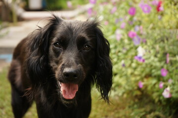 Black spaniel dog markiesje portrait