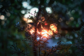 Sunset through the foliage. The sun at sunset shines through the foliage surrounded by bokeh.