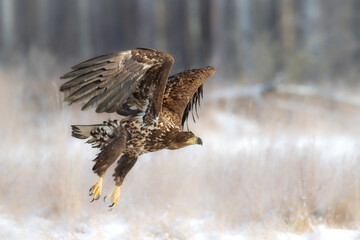 Majestic predator White-tailed eagle, Haliaeetus albicilla in Poland wild nature	