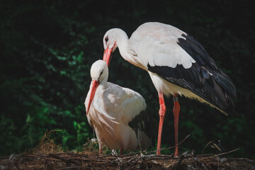 Störche im Nest