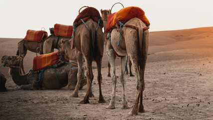 Camels standing up in desert