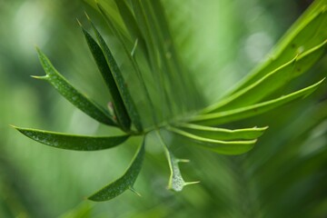 arbre tropical