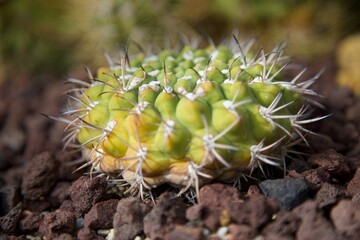 casus des régions tropicales