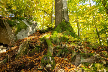 Camera trap hidden in a roots of a large tree in autumn forest. Research device with automatic...
