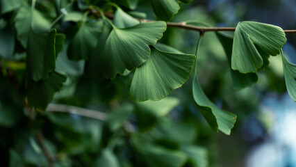 Fototapeta na wymiar Close-up of Ginkgo biloba leaves back lit.