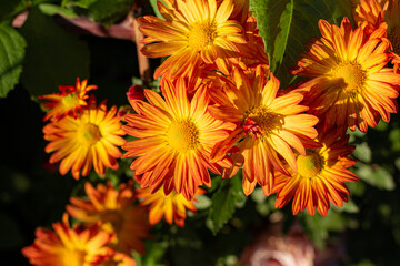 Orange chrysanthemum in the garden. Autumn flowers