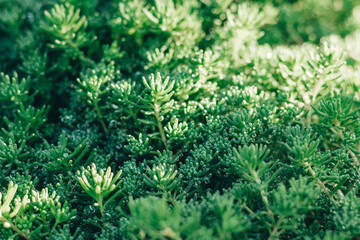 Green grass background. Wet grass