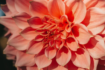 Pink Dahlia in the garden. Autumn flower