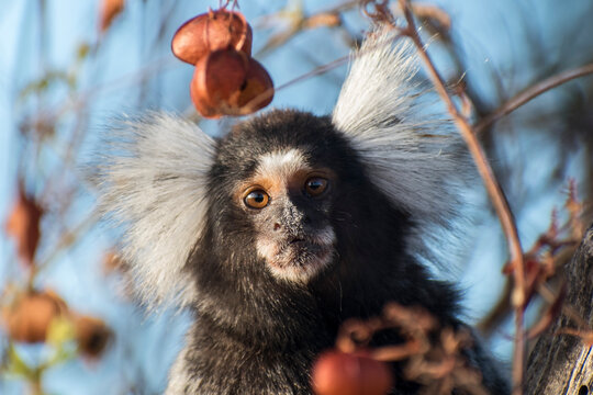 White Tufted Marmoset Portrait