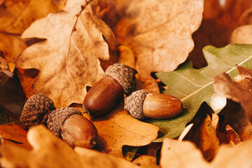 oak leaves and acorns. autumn composition