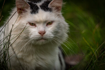 White and black male cat lying on green grass in autumn day