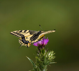 Mariposa papillon 