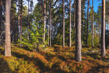 Autumn northern spruce forest with a litter of moss and blueberry bushes