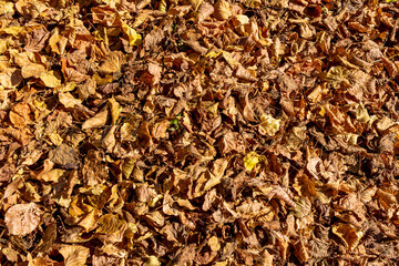 autumn leaves pattern