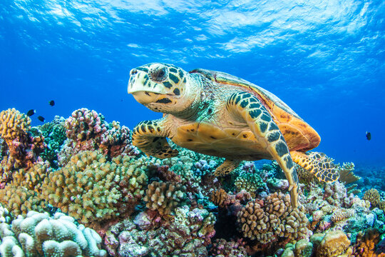 Hawksbill sea turtle