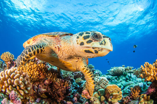 Hawksbill sea turtle