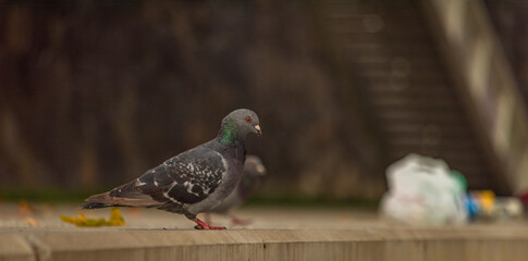 Pigeon bird on concrete stairs in Pilsen city centre in autumn day