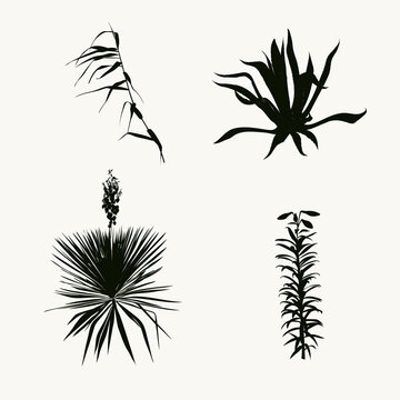 Cane, Lily, Yucca And Agave Silhouette