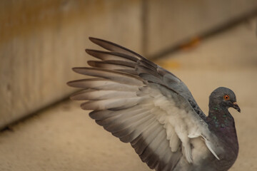 Pigeon bird on concrete stairs in Pilsen city centre in autumn day