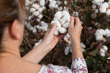 Mujer muestra la cosecha de algodón en sus manos
