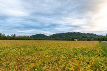 Ripening soybean field