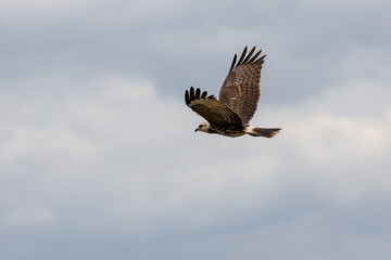 Fototapeta premium snail hawk (Rostrhamus sociabilis) flying in selective focus..