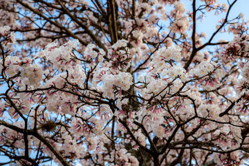 Fototapeta premium White ipe tree (Tabebuia roseo-alba) in selective focus with many white flowers.