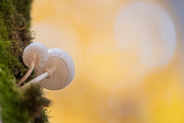 Mushrooms in the forest in autumn, Abruzzo, Italy.

