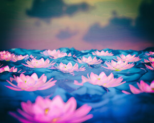 Fototapeta na wymiar Lilies floating on water