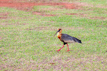 Curicaca bird (Theristicus caudatus) isolated in selective focus on grass ground