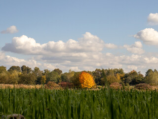 Łąka w kolorach jesieni