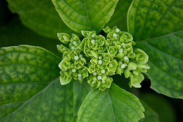 hydrangea bud among green leaves. natural wallpaper