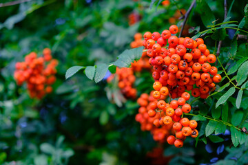 Leuchtend orange-rote Früchte / Vogelbeeren an einer Eberesche (lat.: Sorbus aucuparia) im Herbst in einer Hecke