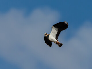Northern lapwing (Vanellus vanellus).