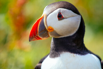 Papageitaucher Puffin