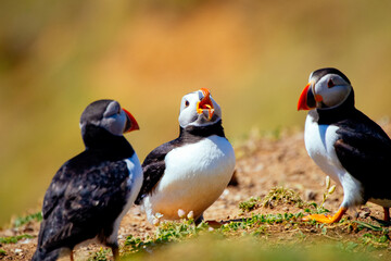 Papageitaucher Puffin