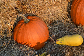 pumpkins on hay © MS foto