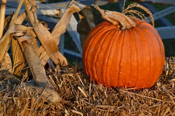 pumpkin on hay © MS foto