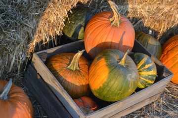 pumpkins on a farm © MS foto