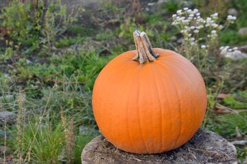 pumpkin on a field