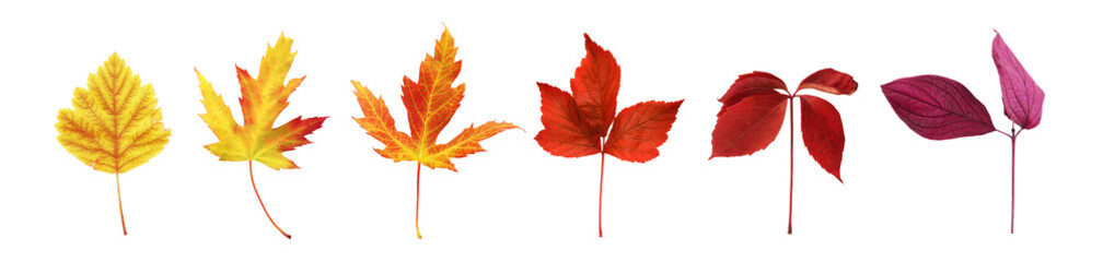 Autumn set of various colorful leaves isolated on white background