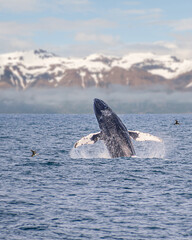 A humpback whale is jumping out of ocean water with snow mountains on the background © Yan
