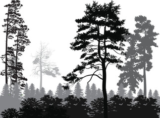 pine grey and black forest silhouettes isolated on white