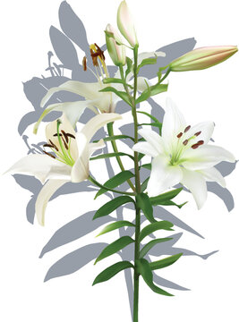 light lily branch with grey shadow on white