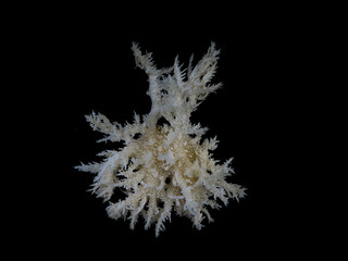 Hericium coralloides - Coral Tooth Fungus