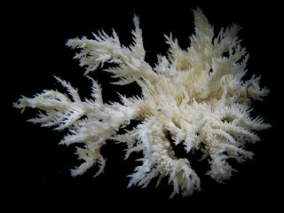 Hericium coralloides - Coral Tooth Fungus © Stephanie