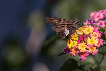Butterfly Eating from a Flower on a Sunny Day
